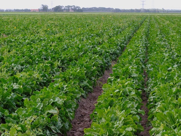 पद का विवरण, शैक्षणिक योग्यता और आयु सीमा