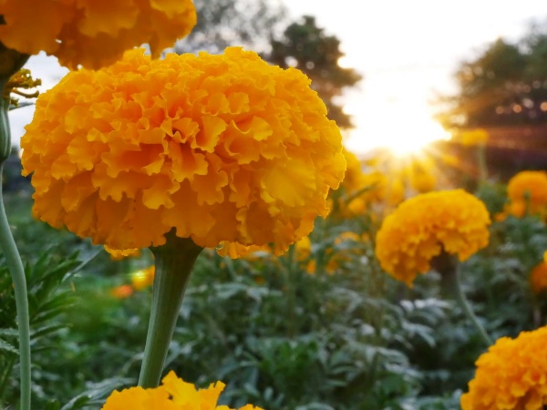 कार्ड पर लगे हैं फूल और सब्जियों के बीज