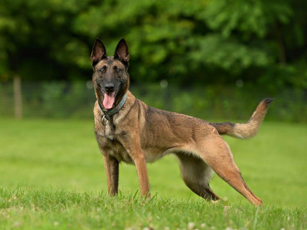 सीआईएसएफ के लिए बनेंगे रीढ़ की हड्डी 