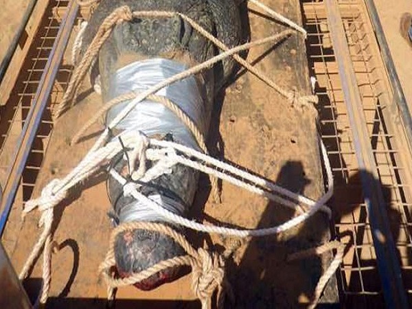 188 साल्टवाटर मगरमच्छ पकड़े गए