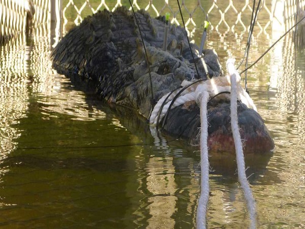 मगरमच्छ की लम्बाई 4.71 मीटर