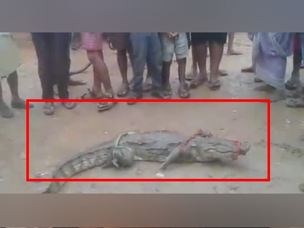 mirzapur woman found crocodile mirzapur woman found crocodile