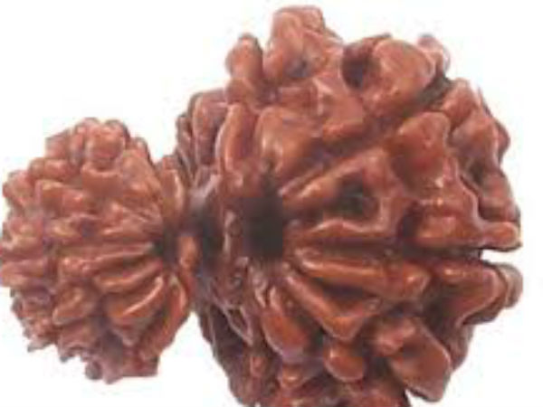 12 मुखी रुद्राक्ष