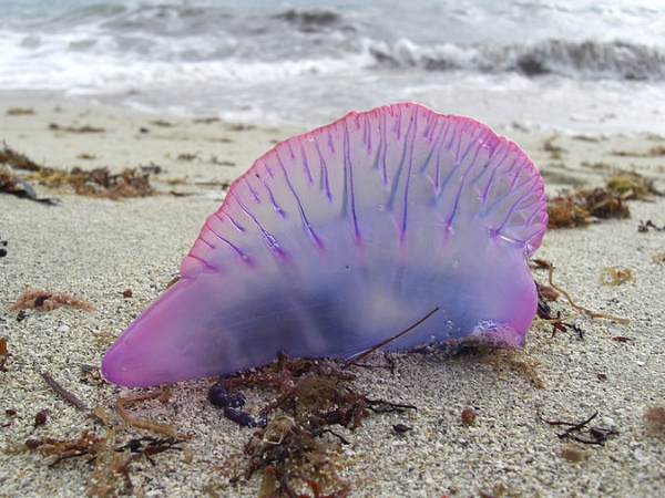 मुंबई के तटों पर जेलीफिश का आतंक