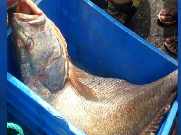  जाल में फंसी ऐसी मछली, जिसने बदल दी किस्मत 