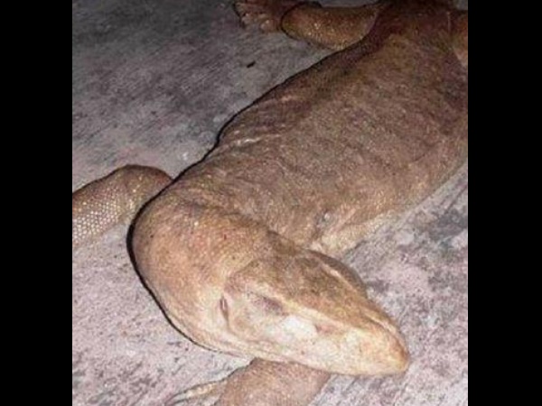 ठीक नहीं थी छिपकली की हालत