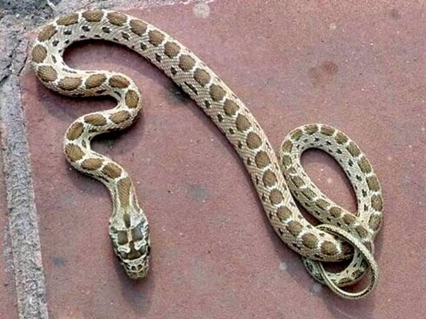 इससे पहले भी हो चुकी हैं ऐसी घटनाएं