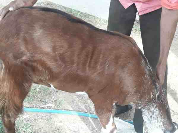 अल्लाह के नाम पर अब 5 लाख में बिकेगा हलाल होने वाला बकरा