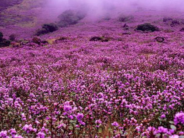 नीलकुरिंजी या कुरिंजी पौधा नीलकुरिंजी या कुरिंजी पौधा