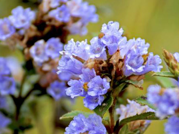 12 वर्षों में एक बार ही फूल खिलता है 12 वर्षों में एक बार ही फूल खिलता है