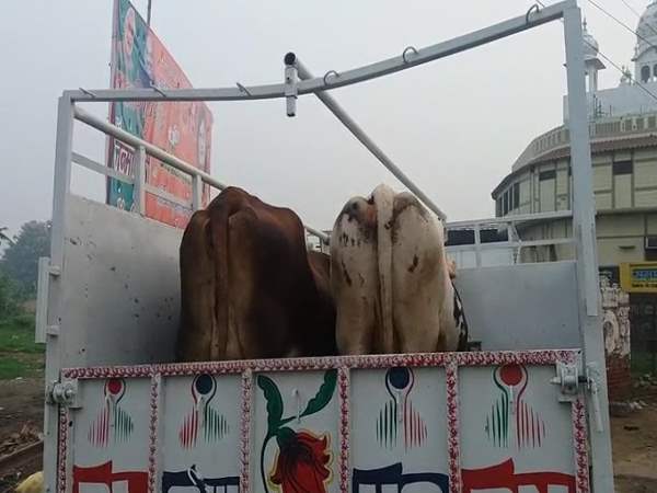 shamli go rakshak beaten 2 man who were doing cow smuggling