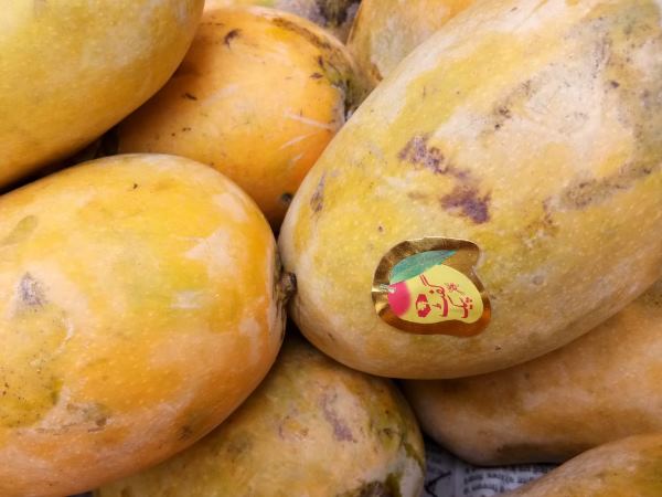 रायबरेली की बजारों के रौनक बने पाकिस्तानी आम 