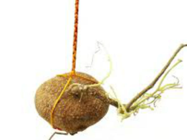 गरूड़ संजीवनी 