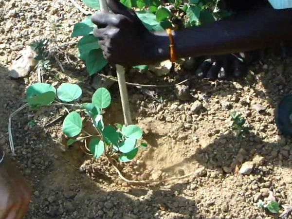 गरूड़ संजीवनी जिसके पास हो उसके पास पैसा ही पैसा होता है 