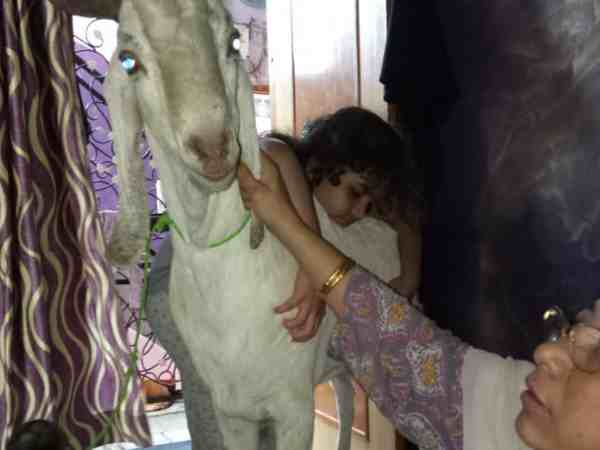 कुर्बानियों में आई कमी