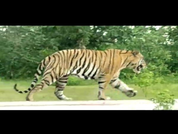 watch the pics of cheetah which caught in damoh MP