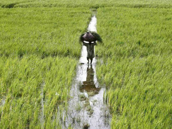 रावी, सतलुज, ब्यास सबका पानी खतरे के निशान से ऊपर 