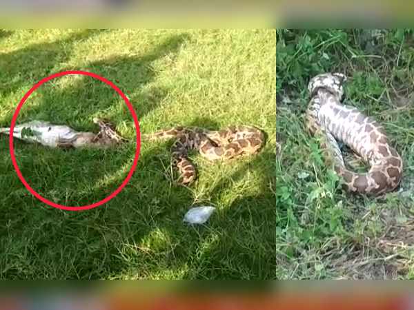 children beats the python who was eating rabbit children beats the python who was eating rabbit