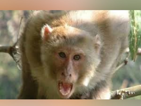 एक हफ्ते में 800 लोगों पर हमला कर चुके हैं बंदर