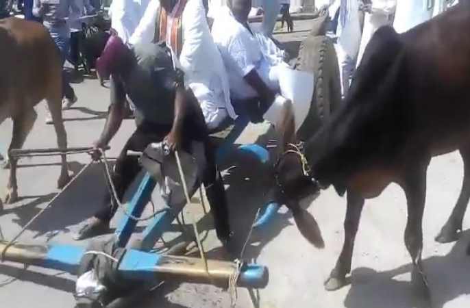 Congress leaders travelling on the bullock cart and bicycle to the assembly