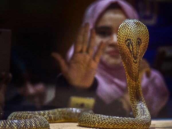 हफ्तों तक रहता है इस जहर का नशा