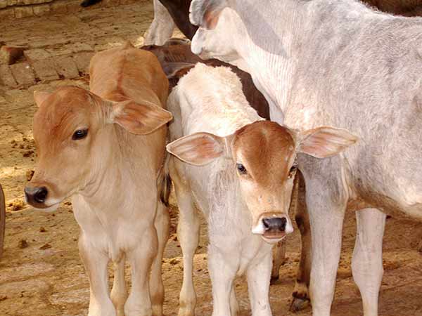 first time cow will give birth to test tube baby in Barabanki first time cow will give birth to test tube baby in Barabanki