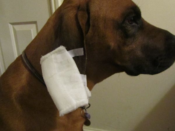 दांतो से चबाया कान