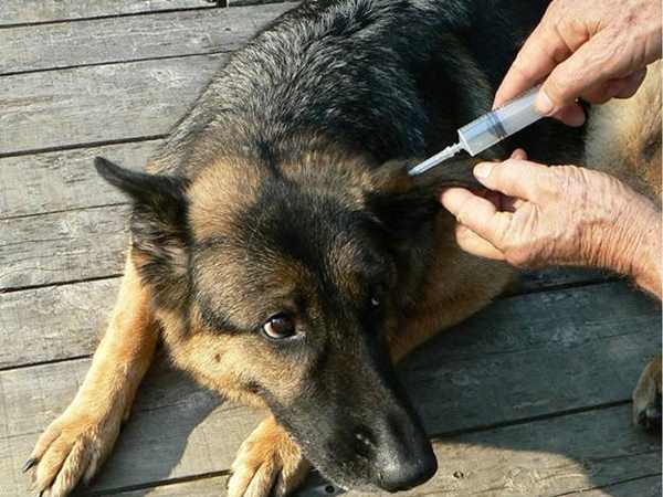 कुत्ता शराबी पर भौंका था