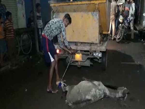 donkey killed for biting people in varanasi