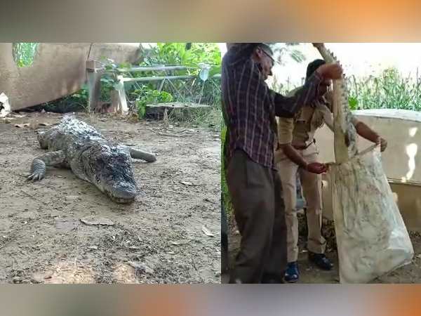 Agra police will take action against people who killed the Crocodile watch video Agra police will take action against people who killed the Crocodile watch video
