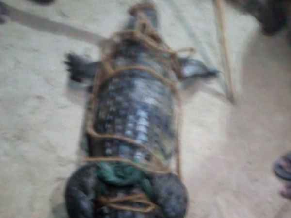 कड़ी मशक्कत के बाद आया पकड़ में