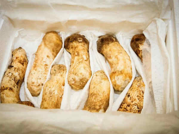 मून जे पहले मशरूम पहुंचे सियोल 