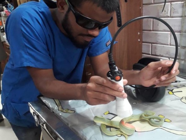  वेटनरी डॉ. दीपा कात्याल कर रही है सांप का इलाज