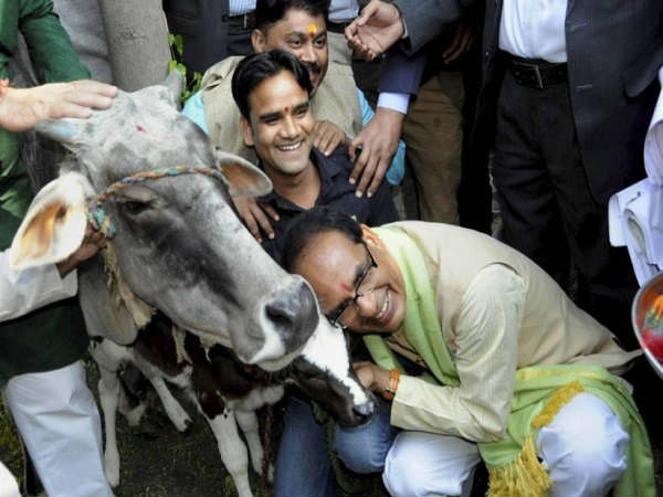 शिवराज का 'गाय' प्रेम शिवराज का 'गाय' प्रेम