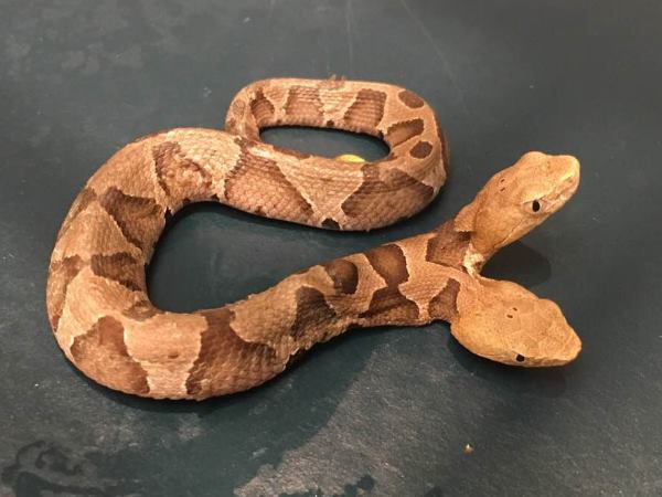 जेडी क्लीओफर ने पोस्ट की तस्वीर जेडी क्लीओफर ने पोस्ट की तस्वीर