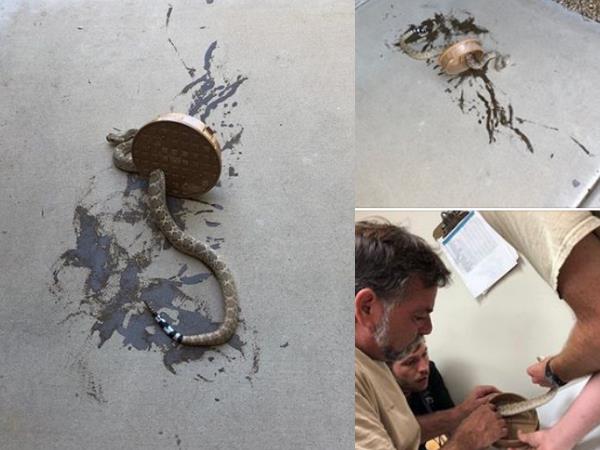 20 मिनट बाद में ऐसे बचाई गई सांप की जान