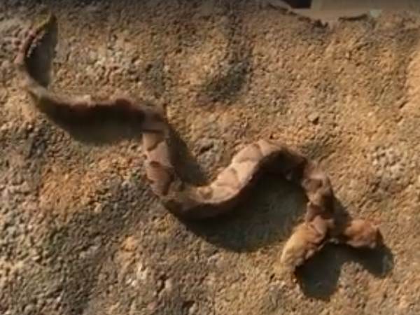 दो मुंह वाला बेहद विचित्र सांप दो मुंह वाला बेहद विचित्र सांप