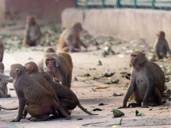 परिजनों ने दी शिकायत, बंदरों को बनाया आरोपी