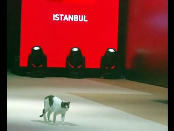  सोशल मीडिया पर वायरल हुआ वीडियो