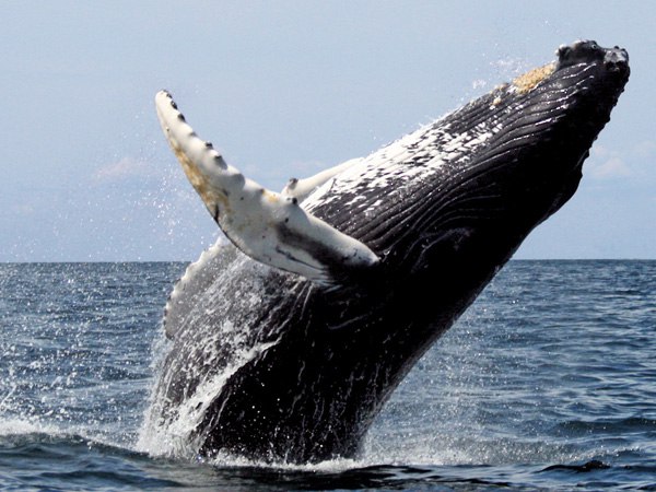 क्या कहते हैं वैज्ञानिक