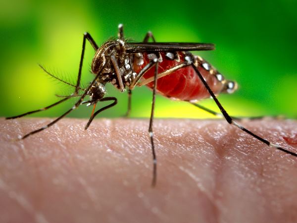 ये हैं जीका वायरस के लक्षण