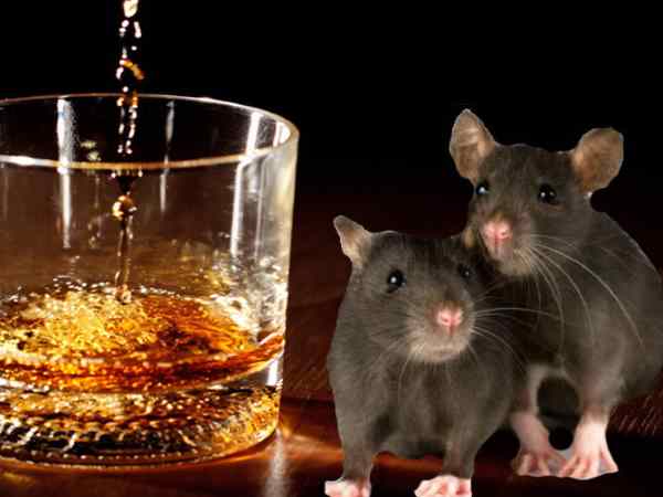 शराब को नष्‍ट किया जा रहा था, 10 हजार रुपए की कम निकली शराब