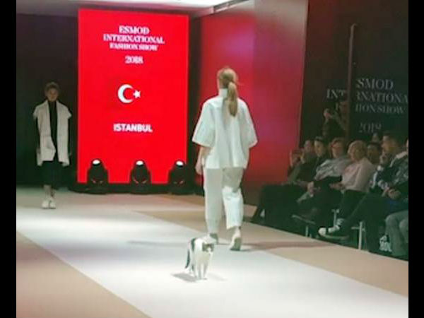  बिल्ली का कैटवॉक 