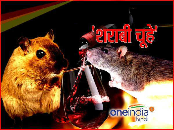 11 हजार लीटर से ज्‍यादा शराब किया गया नष्‍ट