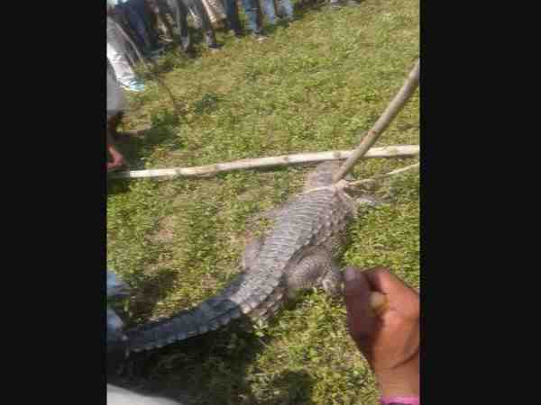 two crocodile found in sugarcane field in hardoi village