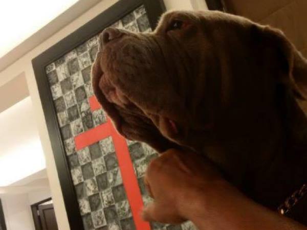 सलमान के लिए खास था 'माय लव'