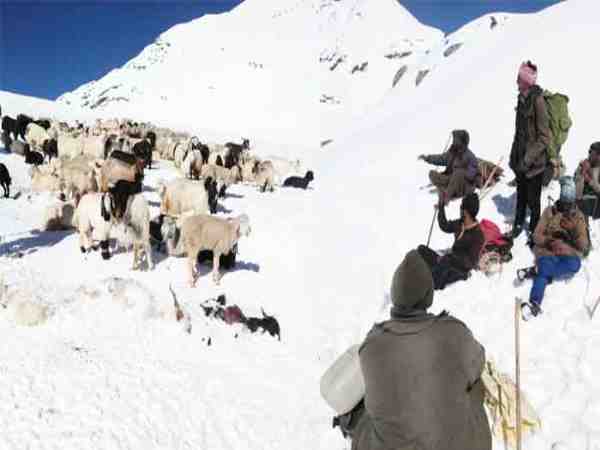 50 sheperds are missing in himachal pradesh kangra district due to sudden snowfall