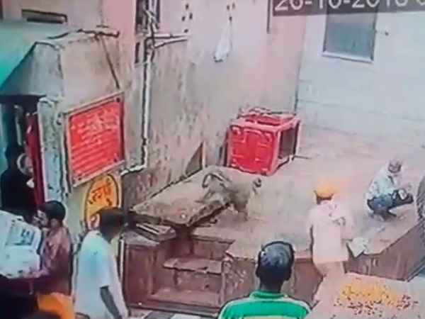 Monkey snatched from Snake in Mathura temple