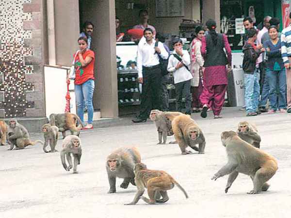 बंदरों में मिलेगा जल्दी छुटकारा