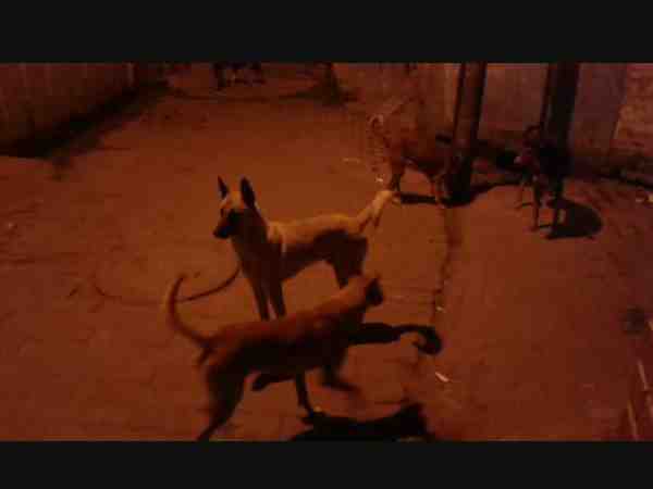 more than two dozen of people were bitten by stray dog in rampur
